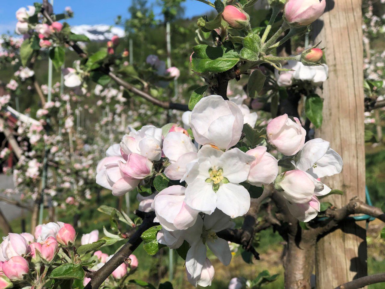 epleblomster 2.jpg